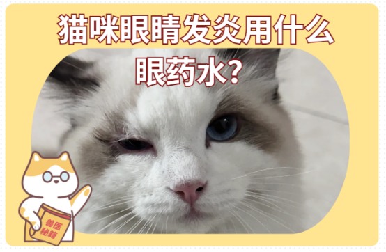 猫咪眼睛发炎用什么眼药水?