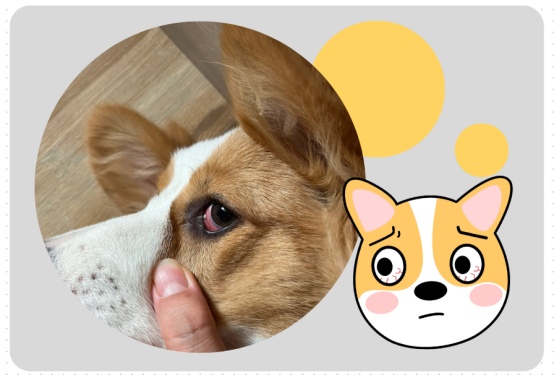 狗狗眼睛发红的原因