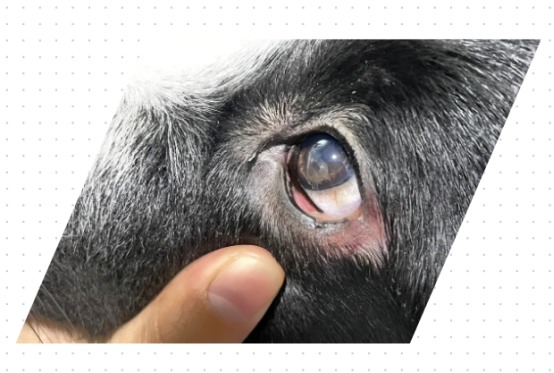 狗狗眼睛红红的怎么回事?