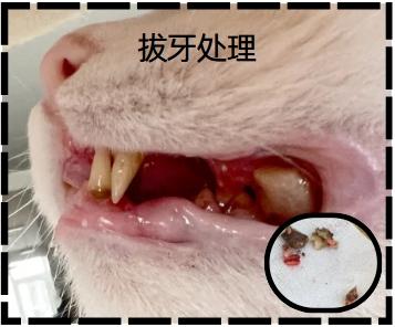 告别牙龈红肿,猫咪牙龈炎专用药物推荐清单!