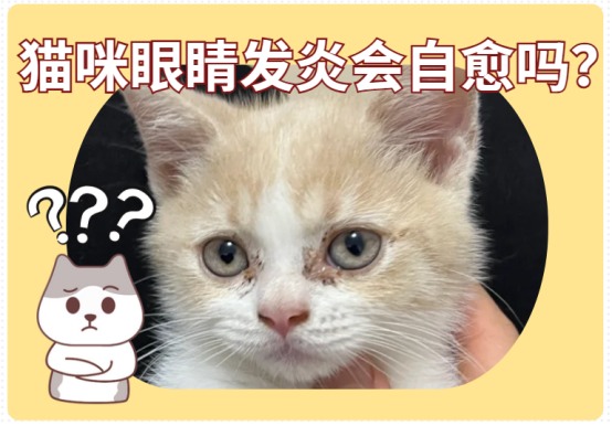 猫咪眼睛发炎会自愈？