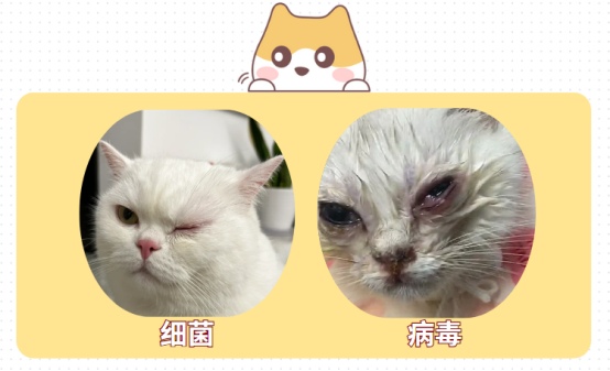 猫咪眼睛发炎用什么药？