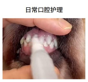 超实用！狗狗牙龈红肿，这些“神药”来帮忙！