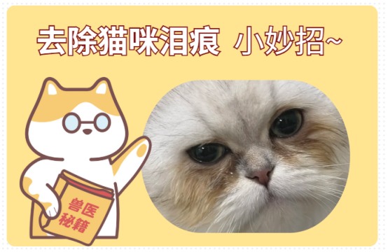 猫咪泪痕怎么去除小妙招