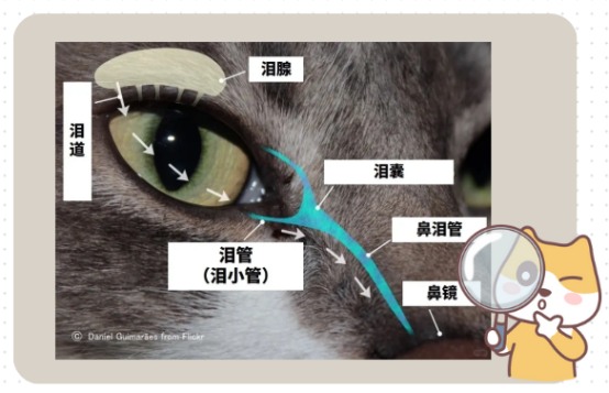 猫咪泪痕