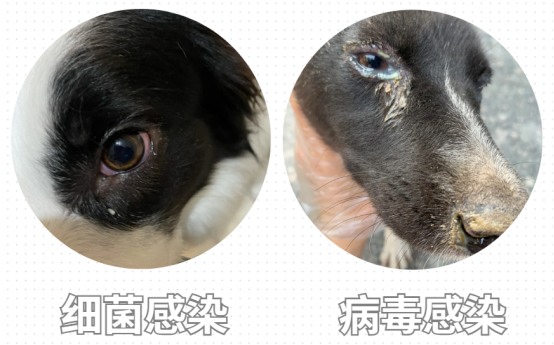 小狗有泪痕怎么去除？