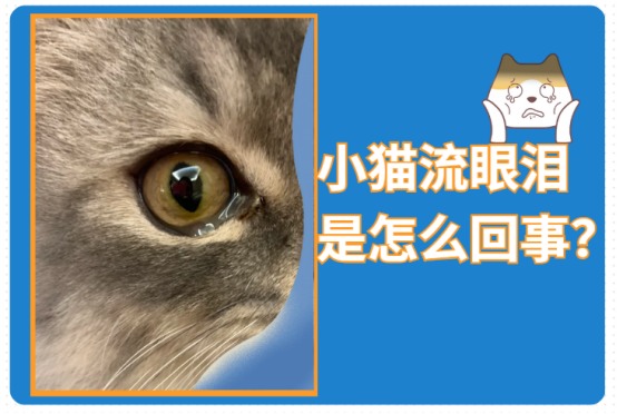 小猫眼睛流眼泪是怎么回事?
