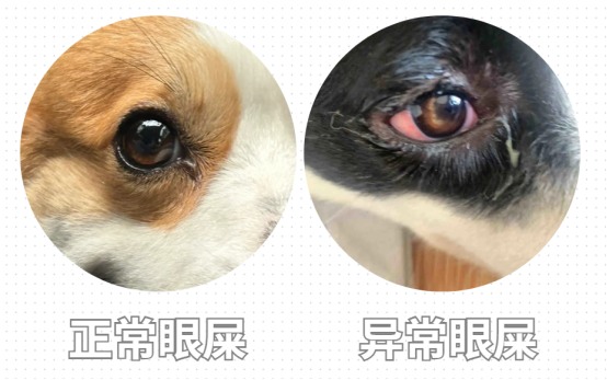 小狗有眼屎吃什么药好?