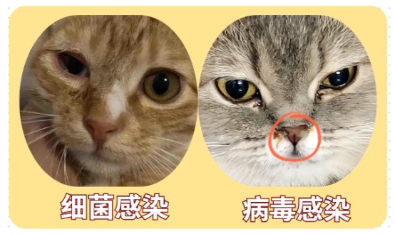 猫咪流泪是怎么回事?