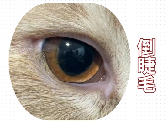 猫咪倒睫毛