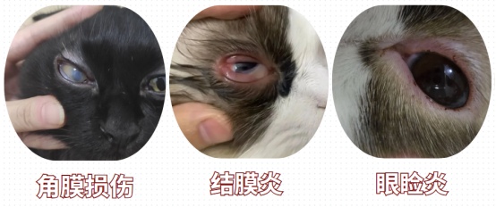 猫的眼睛发炎了怎么办？