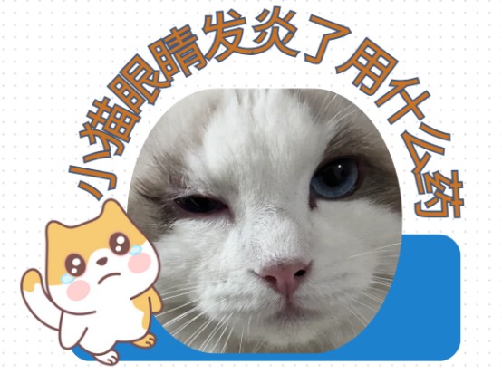 猫的眼睛发炎了用什么药？