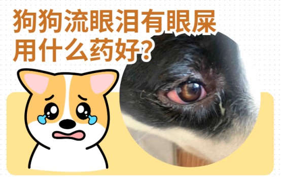 狗狗流眼泪有眼屎用什么药好?