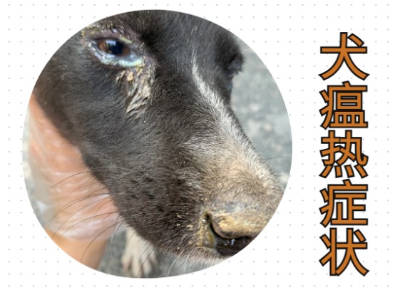 狗狗流眼泪有眼屎怎么治疗?