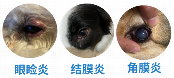 狗狗流眼泪有眼屎怎么办?