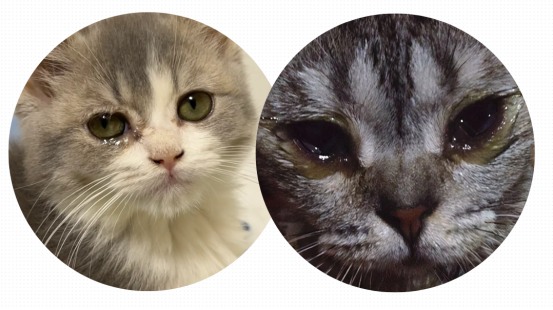 猫泪痕严重怎么去除?