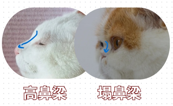 猫咪有红棕色泪痕和分泌物