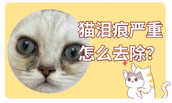 猫泪痕严重怎么去除?简单几步就能搞定