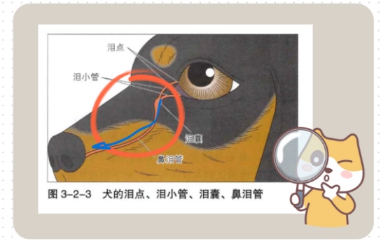 比熊泪痕怎么彻底去除？