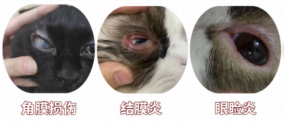 猫咪的眼睛有红棕色分泌物用点什么药?