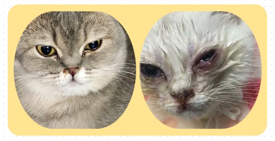 猫咪眼睛分泌物多用点什么药?