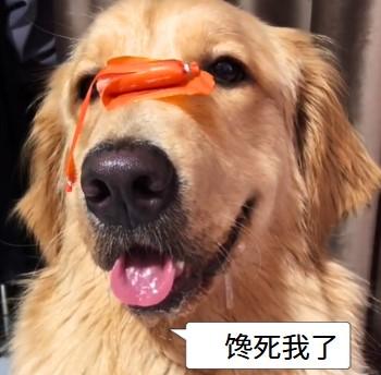 狗狗流口水,这些原因你知道吗?