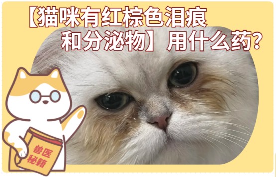 猫咪有红棕色泪痕和分泌物用点什么药?
