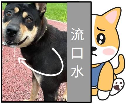狗狗流口水,这些原因你知道吗?