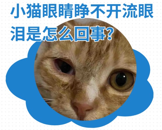 小猫眼睛睁不开还流泪？可能是这些健康问题的信号！