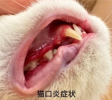猫咪口炎能用西瓜霜治吗?答案在这里!