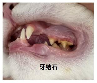 猫咪口臭难闻?一文读懂病因