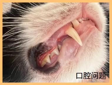 猫咪牙龈红肿口臭用什么药物治疗有效?