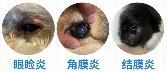 狗狗眼睛红了怎么办？