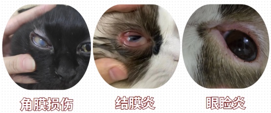 猫咪一只眼睛流眼泪是什么原因？