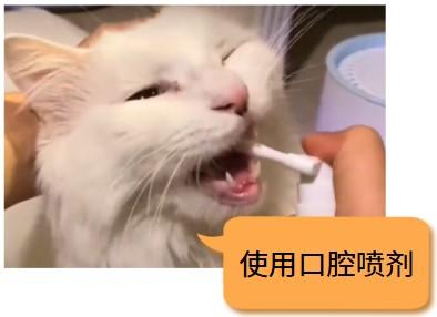 猫咪口炎治疗用药全攻略,轻松应对不慌张!