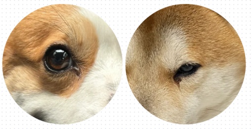 狗狗长眼屎吃什么药?