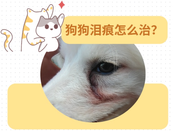 狗狗泪痕怎么治最有效?