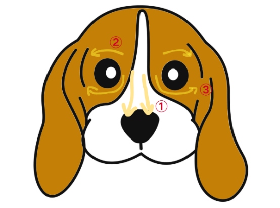 狗狗泪痕严重怎么去除?