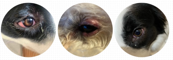 狗狗眼睛发炎用什么眼药水？