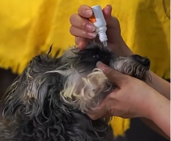 狗狗总是有脓眼屎怎么办？