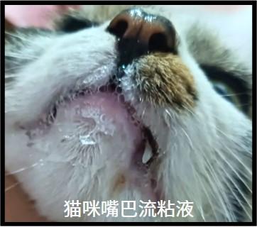 猫咪口流黏液,是哪些疾病在作怪?