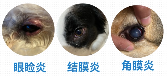 狗狗泪痕严重怎么去除?