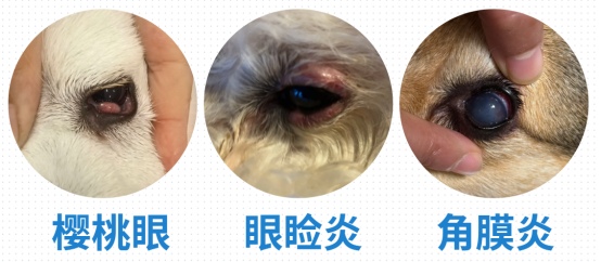 狗狗的眼睛红了总有脓眼屎用什么药？