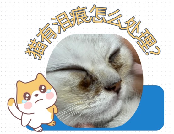 猫有泪痕是什么原因?