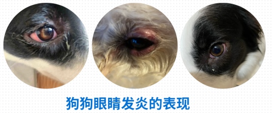 小狗眼睛流泪有眼屎是怎么回事?