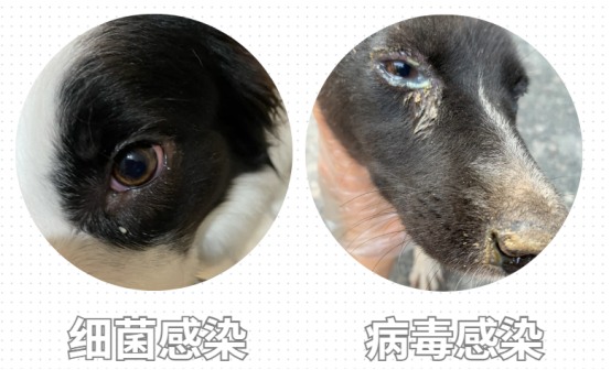 狗狗眼屎特别多还很粘稠是怎么回事?