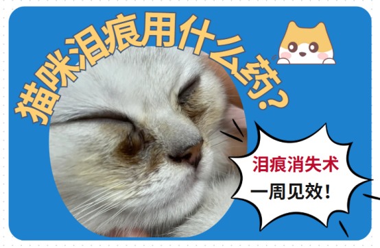 猫咪有泪痕用什么药好？希望更多人能看到！