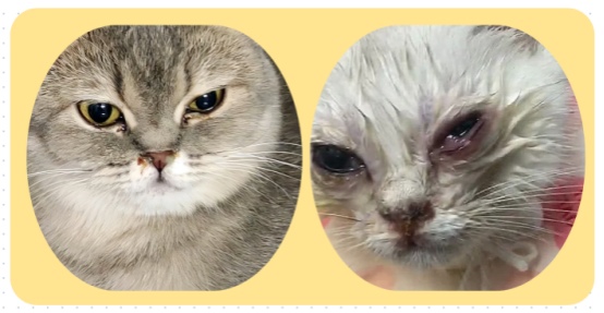 猫咪泪痕怎么去除?