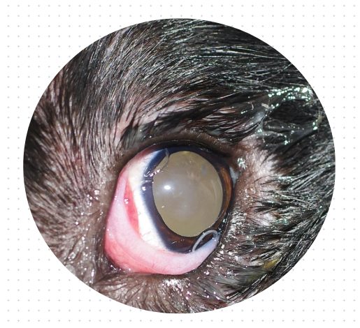 猫咪有泪痕怎么办?