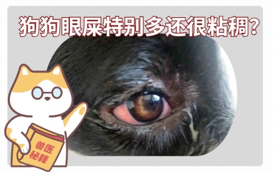 狗狗眼屎特别多还很粘稠用什么药?